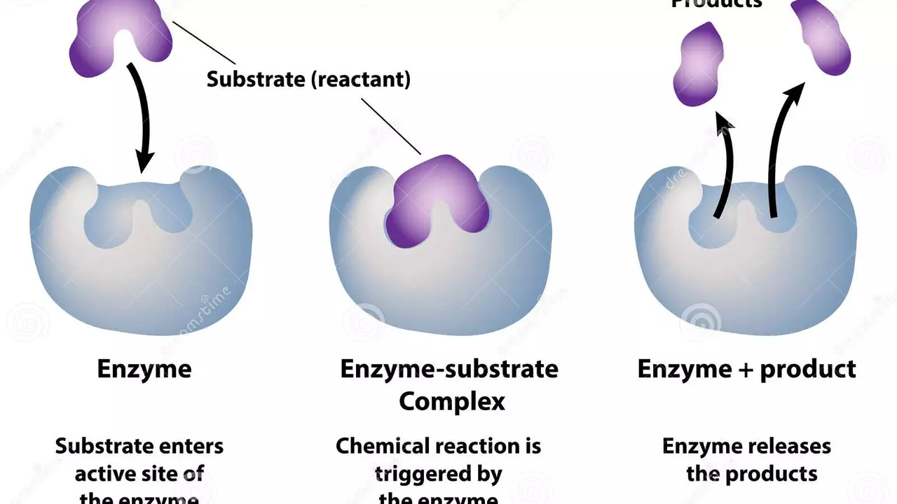 Natural Ways to Boost Enzyme Production and Combat Lack of Enzymes
