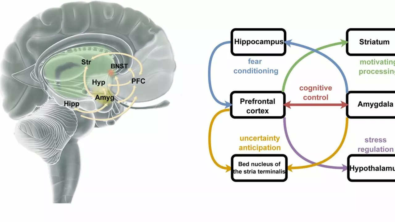 Understanding the Role of Vortioxetine in Neuropsychiatric Disorders